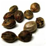 Семена марихуаны АК-47  (Seeds AK-47) в Сольвычегодске
